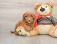 6 week old Mini Goldendoodle Puppy For Sale - Simply Southern Pups