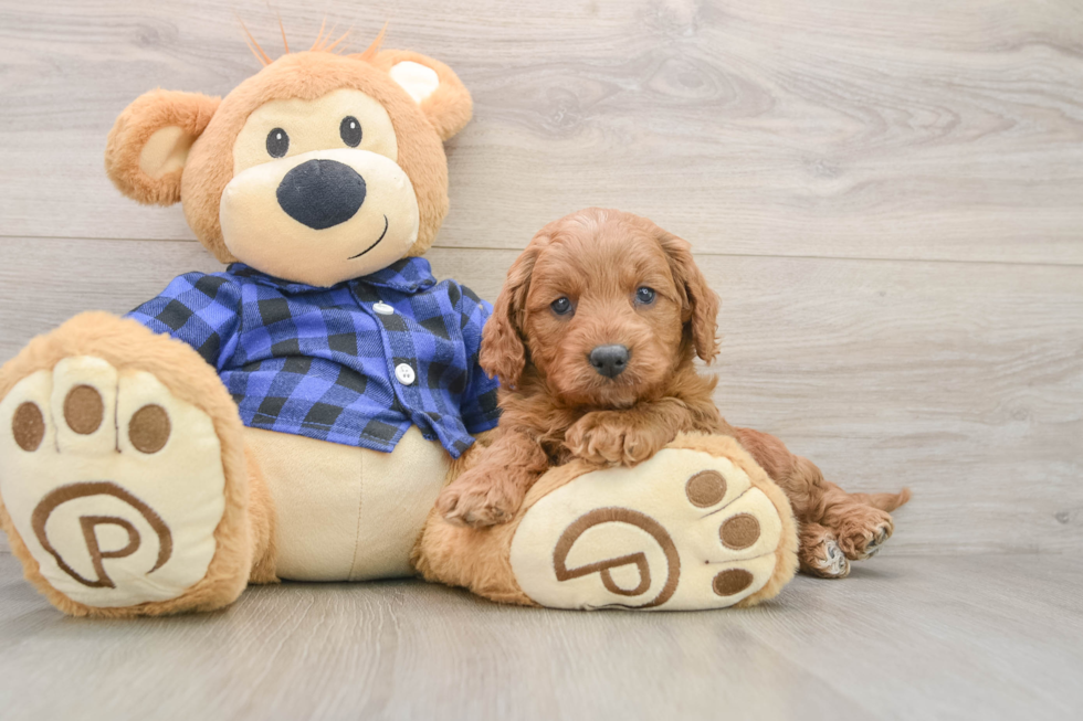 Small Mini Goldendoodle Baby