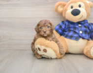 7 week old Mini Goldendoodle Puppy For Sale - Simply Southern Pups