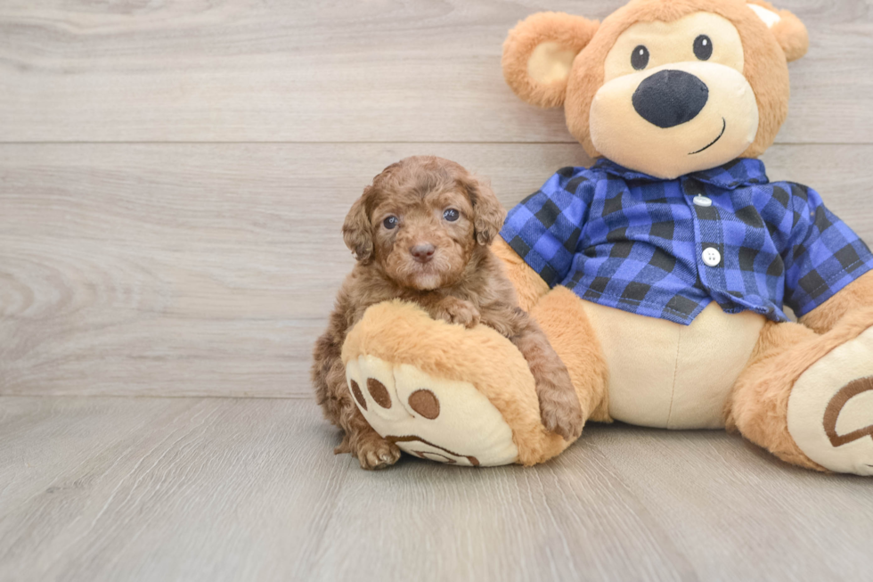 Happy Mini Goldendoodle Baby