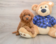 7 week old Mini Goldendoodle Puppy For Sale - Simply Southern Pups