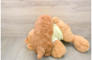 Popular Mini Goldendoodle Poodle Mix Pup