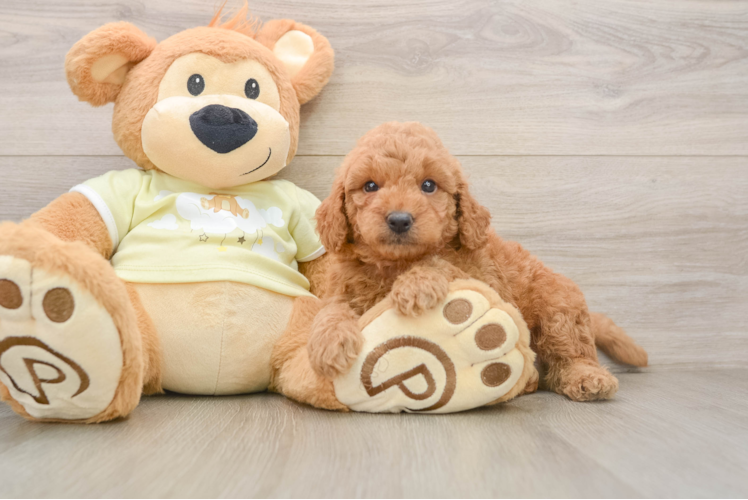 Playful Mini Groodle Poodle Mix Puppy
