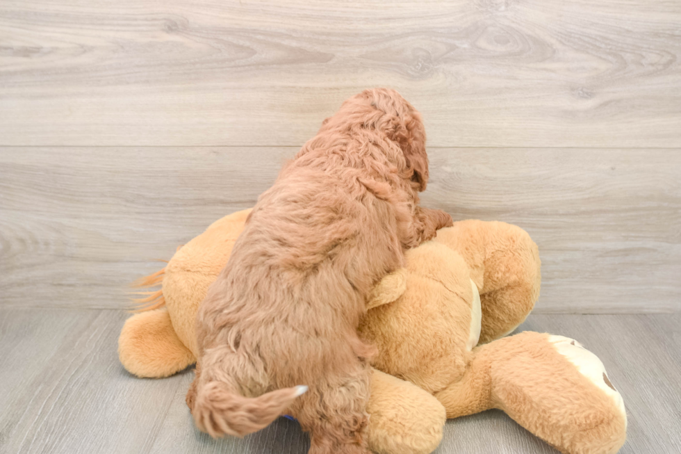 Cute Mini Goldendoodle Baby