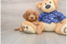 Little Mini Goldenpoo Poodle Mix Puppy