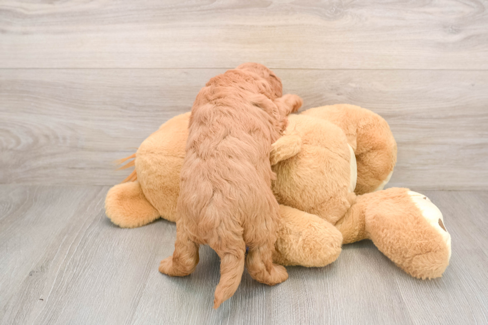 Popular Mini Goldendoodle Poodle Mix Pup
