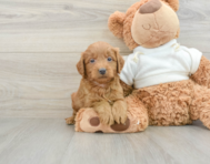 9 week old Mini Goldendoodle Puppy For Sale - Simply Southern Pups