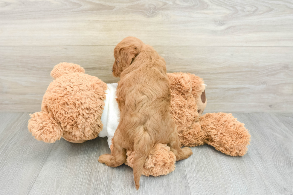 Popular Mini Goldendoodle Poodle Mix Pup