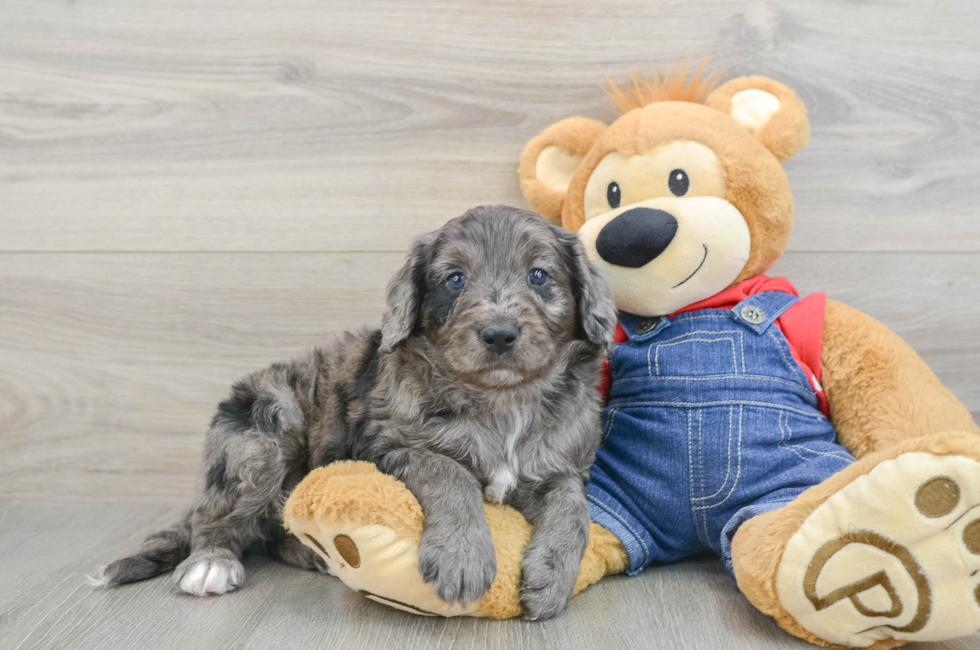 6 week old Mini Goldendoodle Puppy For Sale - Simply Southern Pups