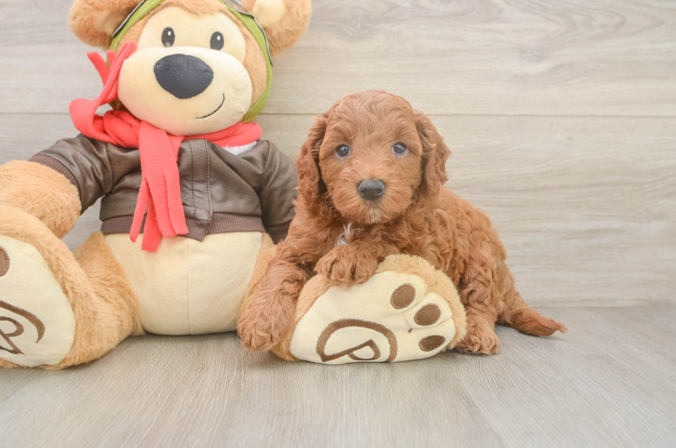 5 week old Mini Goldendoodle Puppy For Sale - Simply Southern Pups