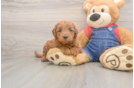 Best Mini Goldendoodle Baby