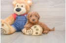 Petite Mini Goldendoodle Poodle Mix Pup