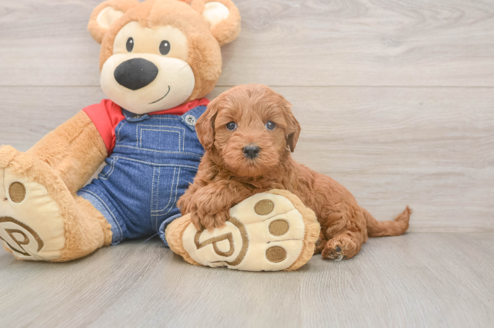 5 week old Mini Goldendoodle Puppy For Sale - Simply Southern Pups