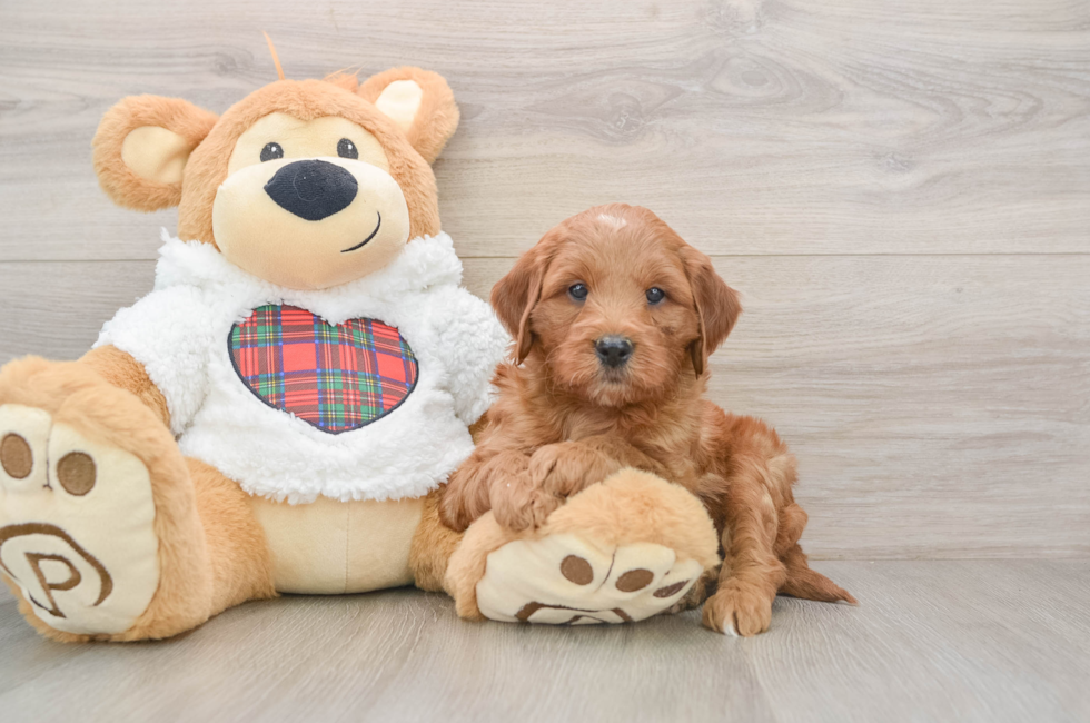 5 week old Mini Goldendoodle Puppy For Sale - Simply Southern Pups