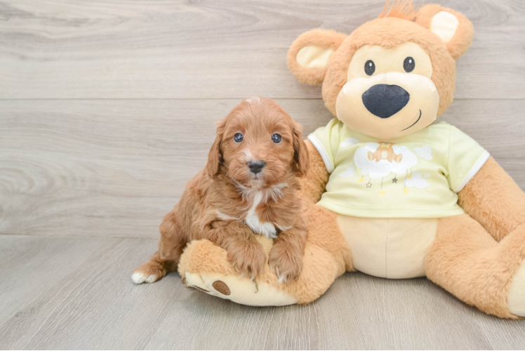 Mini Goldendoodle Pup Being Cute