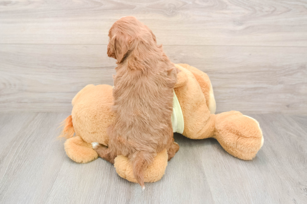 Hypoallergenic Mini Goldiepoo Poodle Mix Puppy