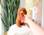 8 week old Mini Goldendoodle Puppy For Sale - Simply Southern Pups