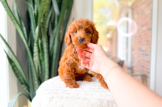 Cute Mini Goldendoodle Poodle Mix Pup