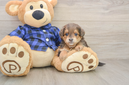 Mini Goldendoodle Puppy for Adoption