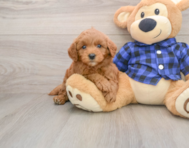 7 week old Mini Goldendoodle Puppy For Sale - Simply Southern Pups
