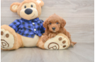 Friendly Mini Goldendoodle Baby