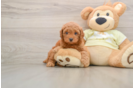Happy Mini Goldendoodle Baby