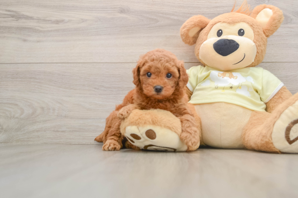 Happy Mini Goldendoodle Baby