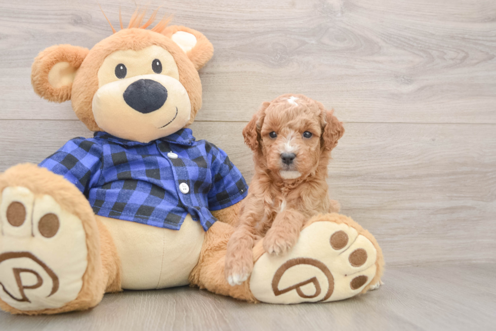 Mini Goldendoodle Pup Being Cute