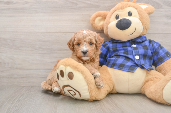 Mini Goldendoodle Pup Being Cute