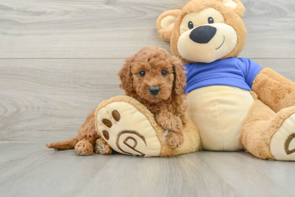 Fluffy Mini Goldendoodle Poodle Mix Pup