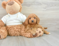 9 week old Mini Goldendoodle Puppy For Sale - Simply Southern Pups