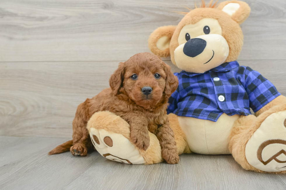 Mini Goldendoodle Pup Being Cute