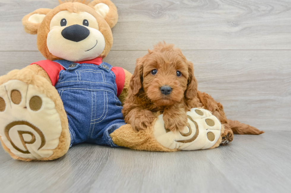 6 week old Mini Goldendoodle Puppy For Sale - Simply Southern Pups