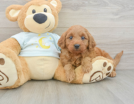 9 week old Mini Goldendoodle Puppy For Sale - Simply Southern Pups