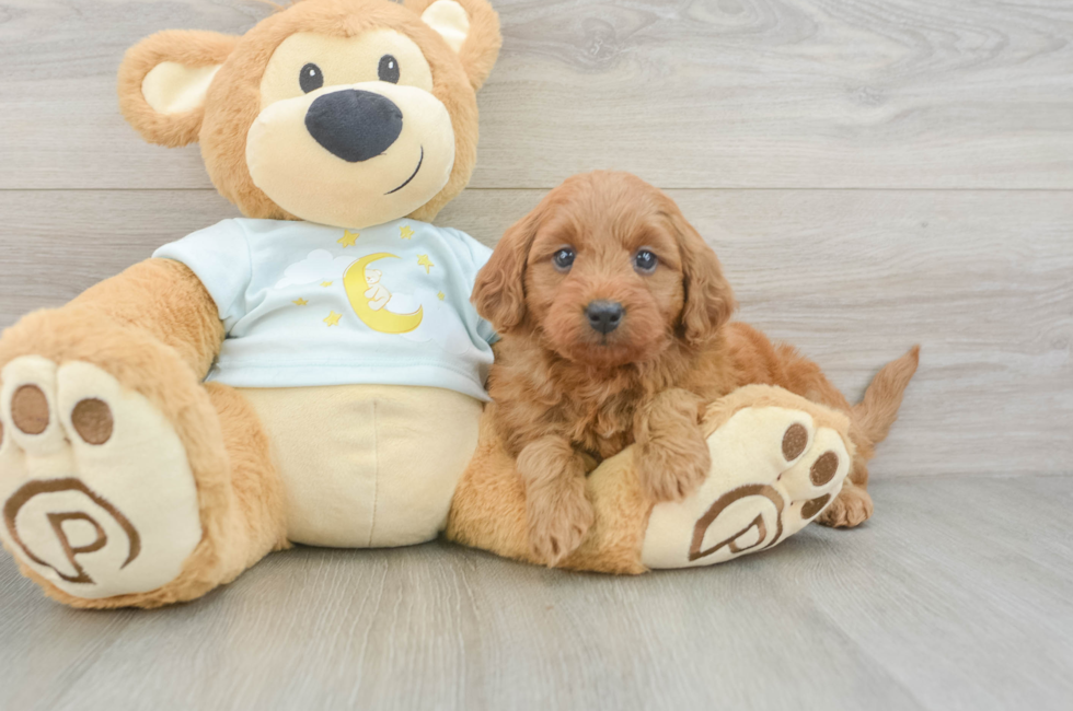 6 week old Mini Goldendoodle Puppy For Sale - Simply Southern Pups