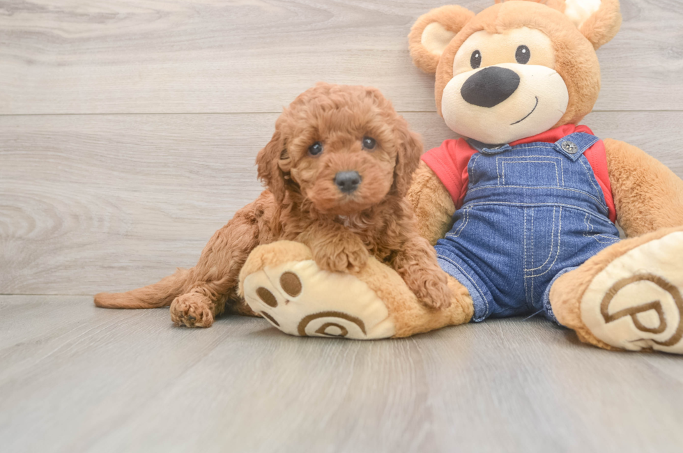 5 week old Mini Goldendoodle Puppy For Sale - Simply Southern Pups