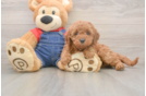 Cute Mini Goldendoodle Baby