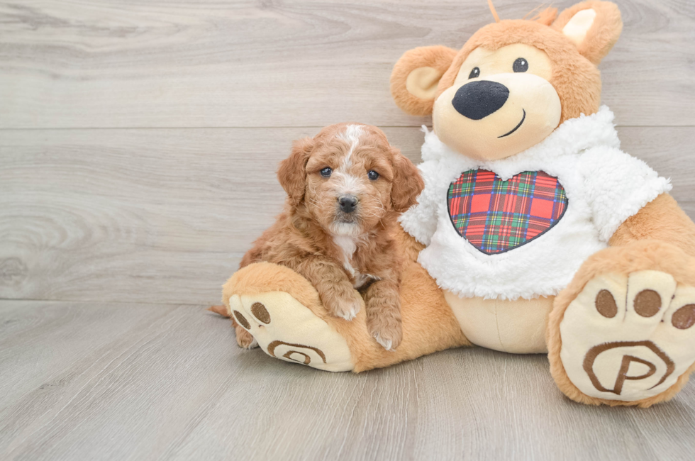 5 week old Mini Goldendoodle Puppy For Sale - Simply Southern Pups