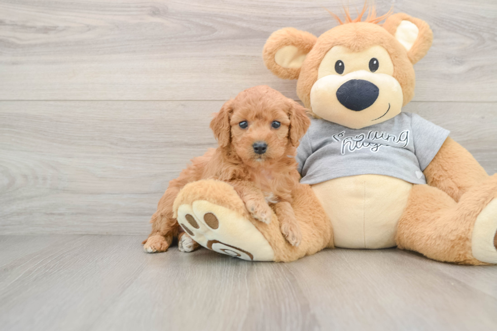 Fluffy Mini Goldendoodle Poodle Mix Pup