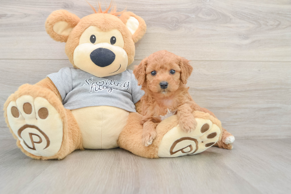 Small Mini Goldendoodle Baby