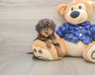 8 week old Mini Goldendoodle Puppy For Sale - Simply Southern Pups