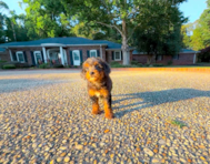 8 week old Mini Goldendoodle Puppy For Sale - Simply Southern Pups