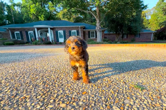 Mini Goldendoodle Pup Being Cute