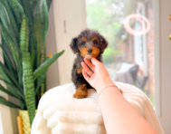 10 week old Mini Goldendoodle Puppy For Sale - Simply Southern Pups
