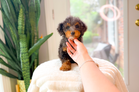 Cute Mini Goldendoodle Poodle Mix Pup