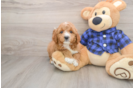 Popular Mini Goldendoodle Poodle Mix Pup