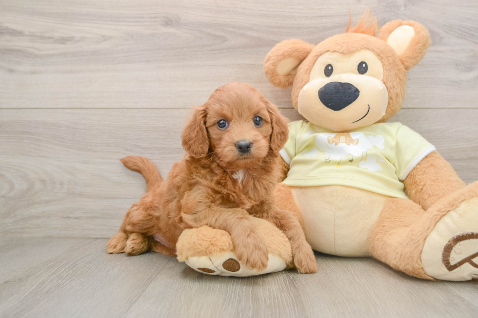 Mini Goldendoodle Pup Being Cute