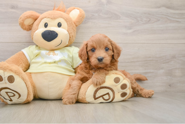 Mini Goldendoodle Puppy for Adoption