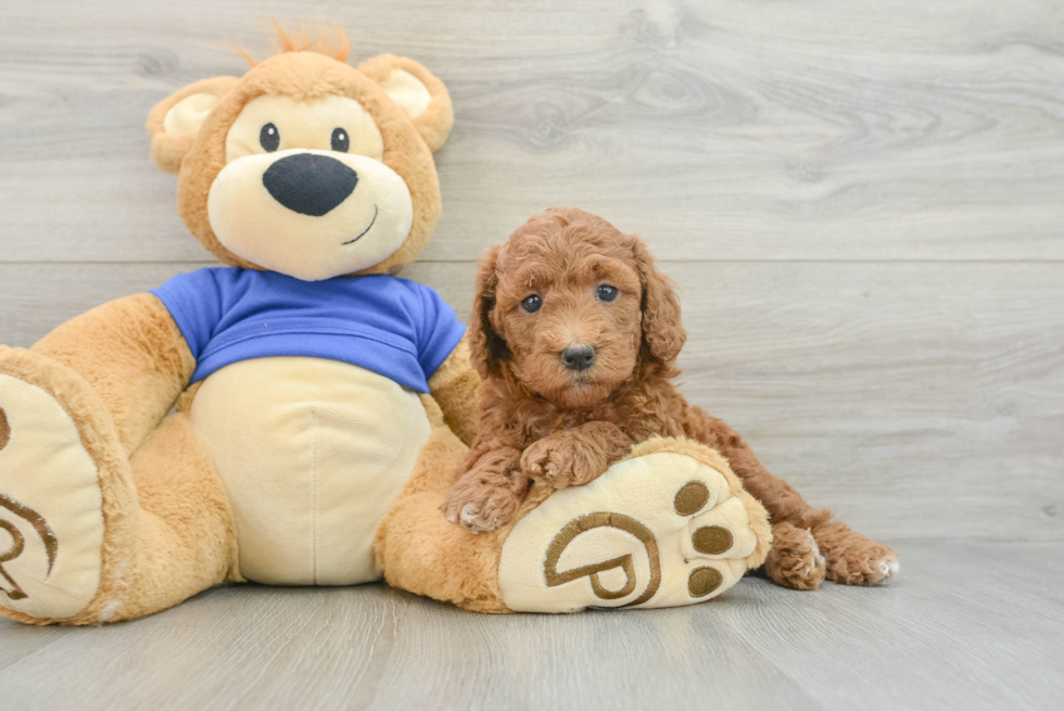 Fluffy Mini Goldendoodle Poodle Mix Pup