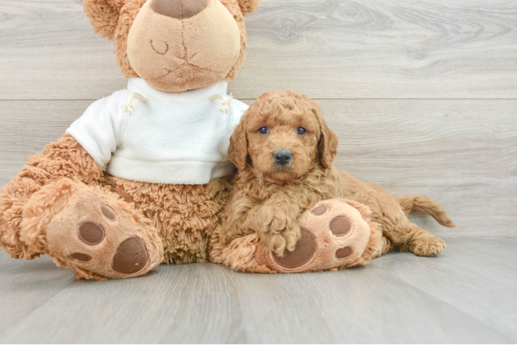 Mini Goldendoodle Puppy for Adoption